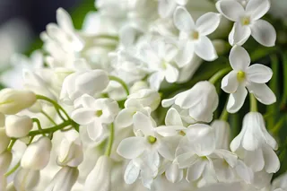 铃兰花植物花朵摄影图