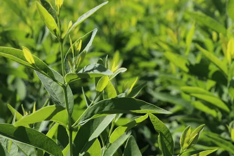 户外茶园茶叶 户外茶园茶叶
