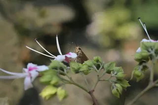 蝴蝶在春日花丛中探访
