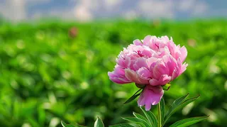 牡丹花国花鲜花摄影图