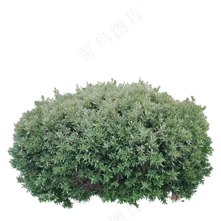免抠绿叶球形灌木