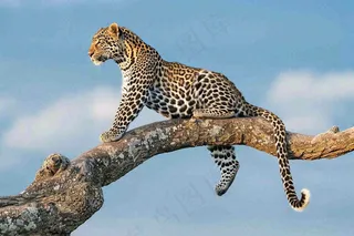 猎豹树干树枝上保护动物摄影图