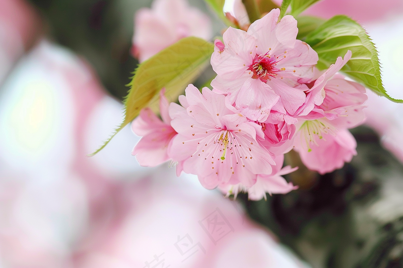 春日樱花花朵摄影图(4032x2688)
