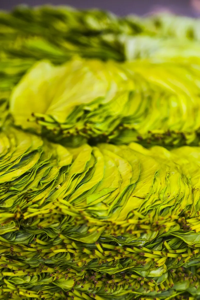 户外茶叶茶园 户外茶叶茶园