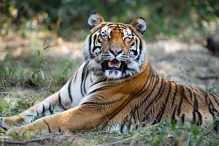 老虎动物园躺着休息的老虎悠闲摄影图