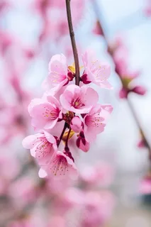 粉色桃花树枝春天春分摄影图 粉色桃花树枝春天春分摄影图