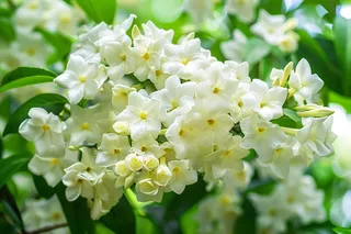 栀子花白色花朵植物摄影图