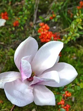 户外玉兰花花朵