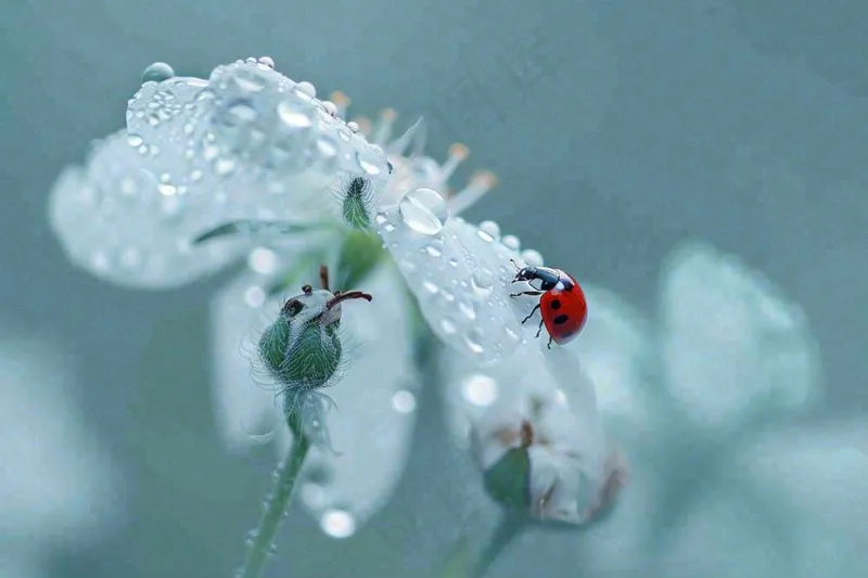 下雨天白色花朵上的七星瓢虫昆虫春天雨水谷雨摄影图(1344x896)