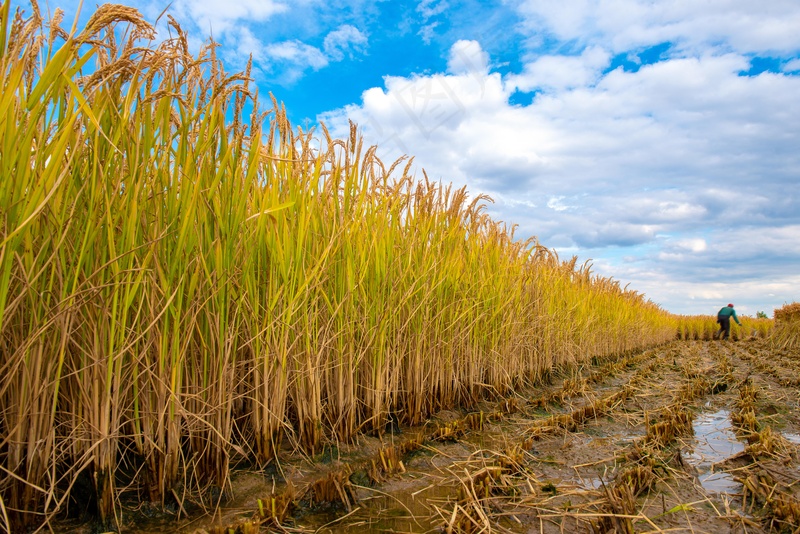 稻田稻穗图片