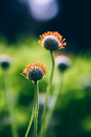春天绿意立春待开放的花苞摄影图