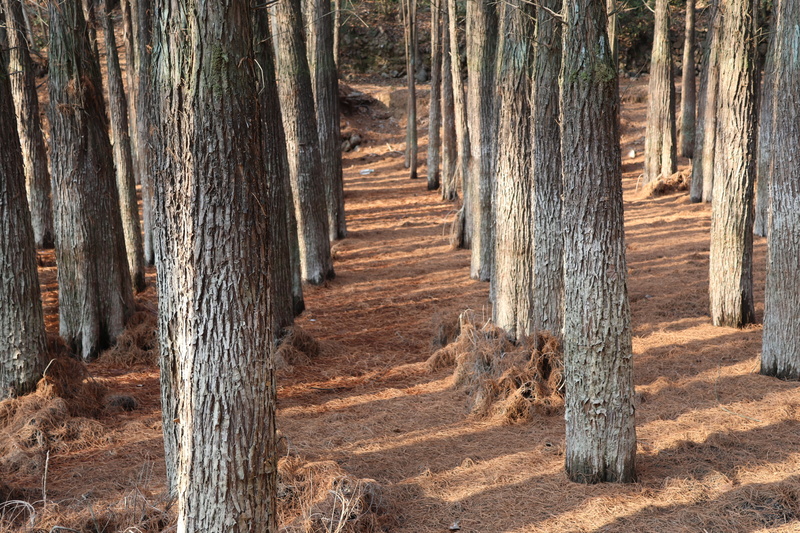 冬日水杉林