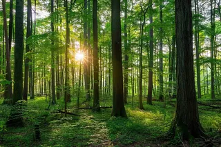 森林阳光透过原始森林绿意摄影图