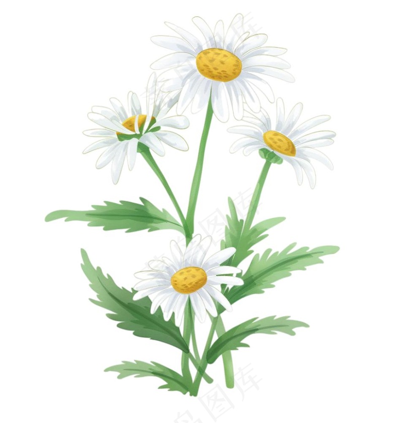 春天小雏菊花朵植物卡通插画免抠(1024x1072)