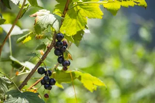 树上水果成熟的黑醋栗