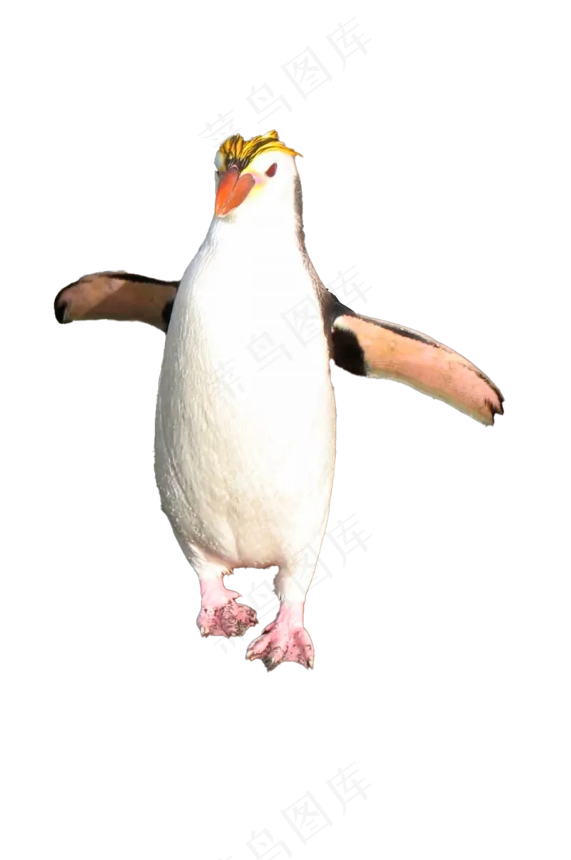 黄眉企鹅 免抠