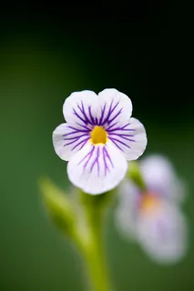 春天小野花紫白花立春自然摄影图