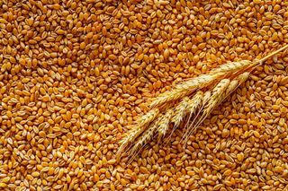 小麦粮食收成秋天立秋秋分摄影图