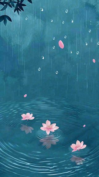 雨天雨滴低落水面泛起涟漪粉色花朵雨水谷雨寒露背景