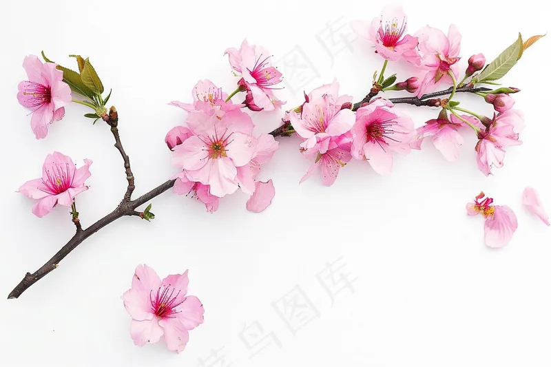 春日桃花粉色花朵摄影图(4032x2688)