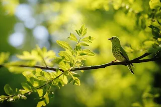 春天新芽嫩芽绿叶树枝绿色小鸟摄影图