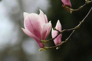 户外玉兰花花朵
