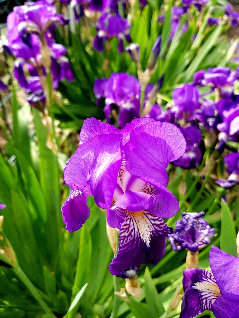 花园紫色虹膜花特写