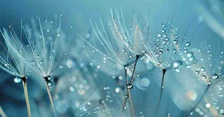 白色蒲公英上的露水白露摄影图