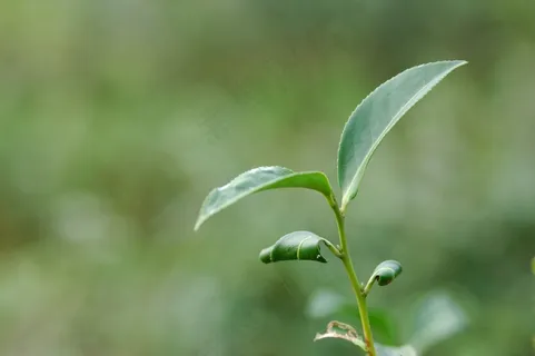 户外绿色茶叶 户外绿色茶叶