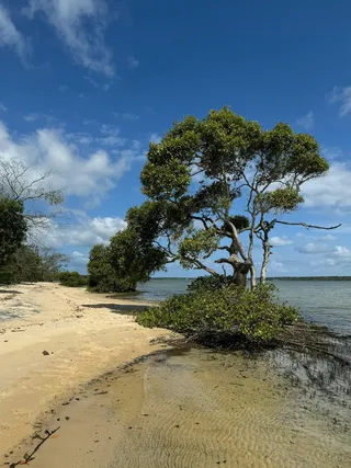 宁静海岸线上的孤独树木