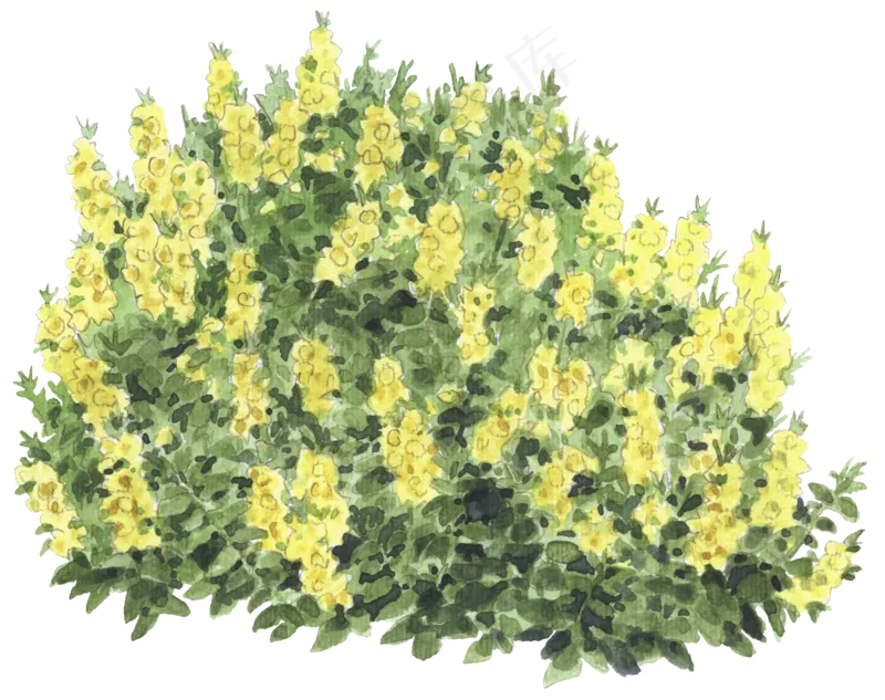 手绘植物免扣素材