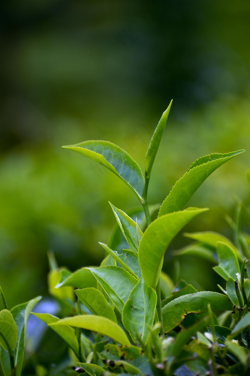 户外绿色茶叶