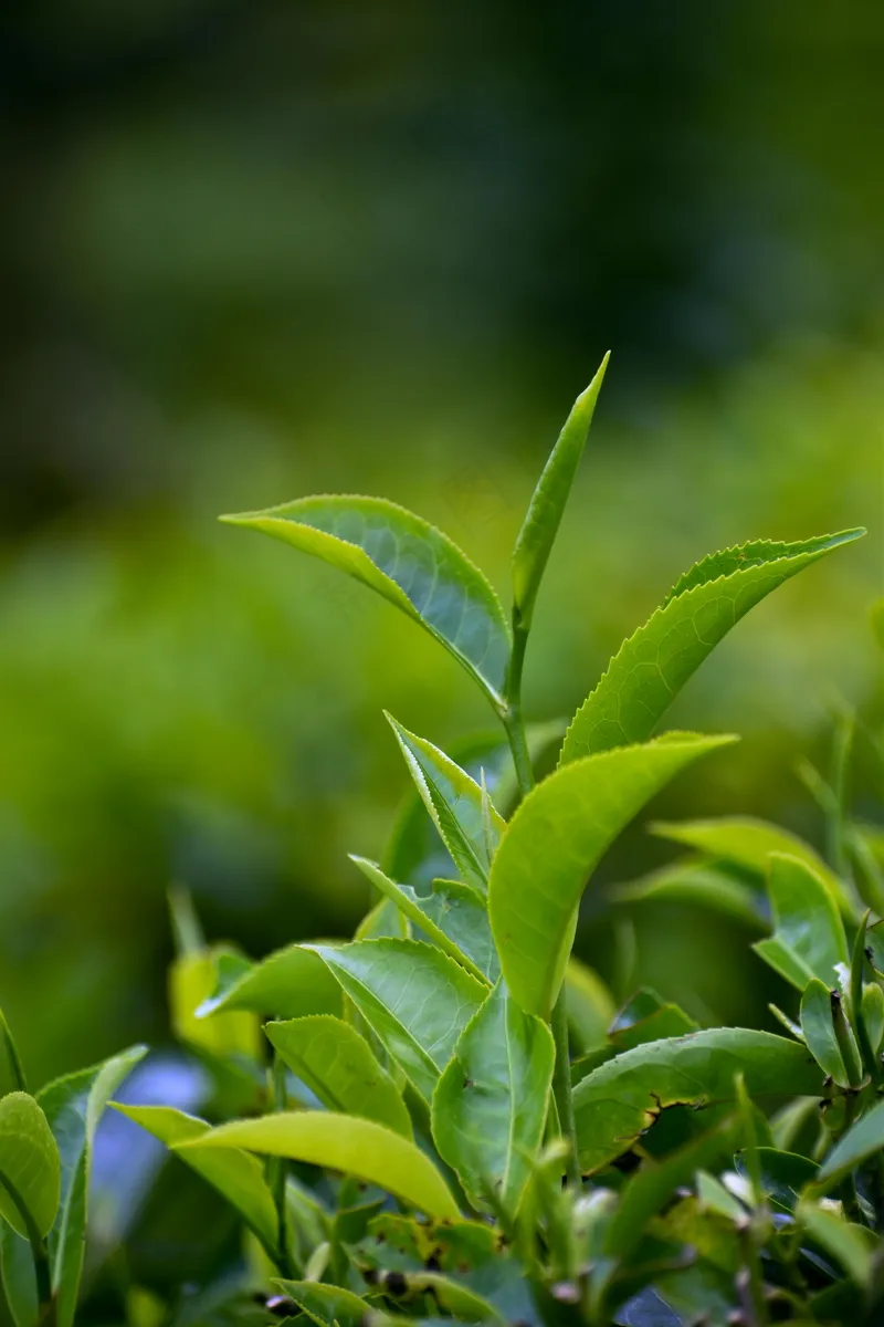 户外绿色茶叶