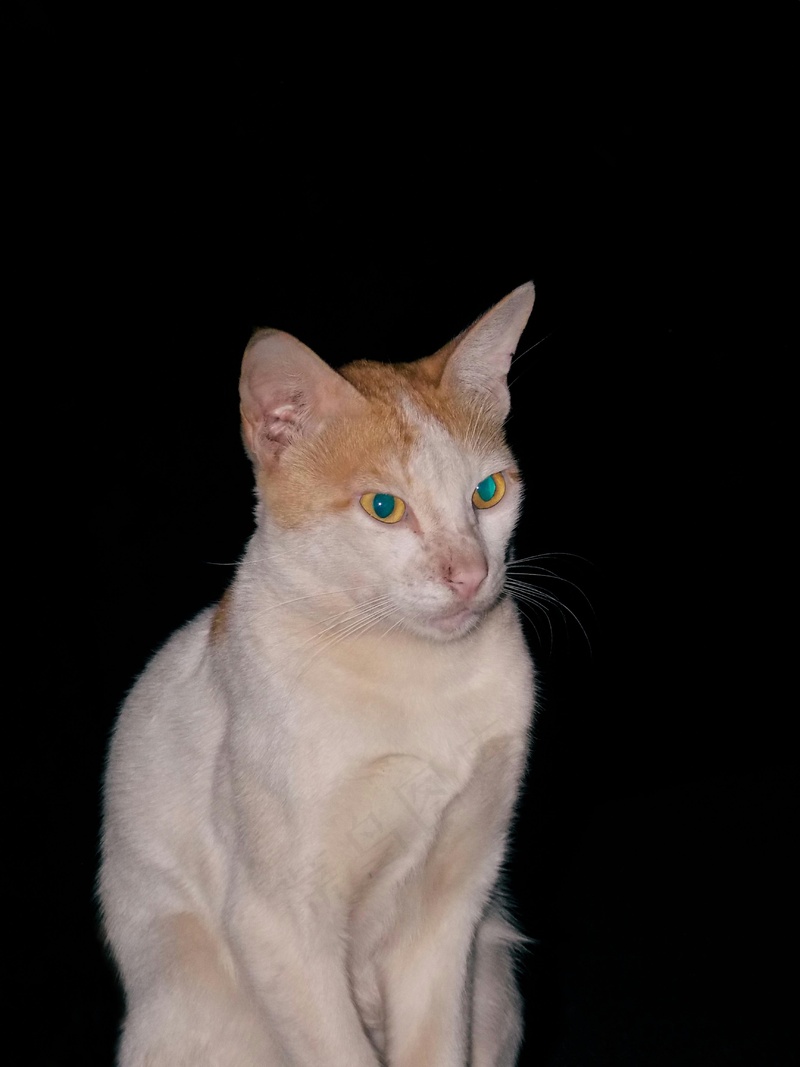 猫咪小猫动物