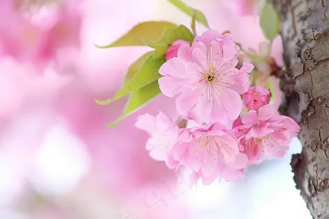 春日樱花花朵摄影图