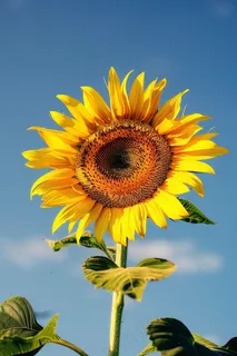 向日葵向阳鲜花摄影图