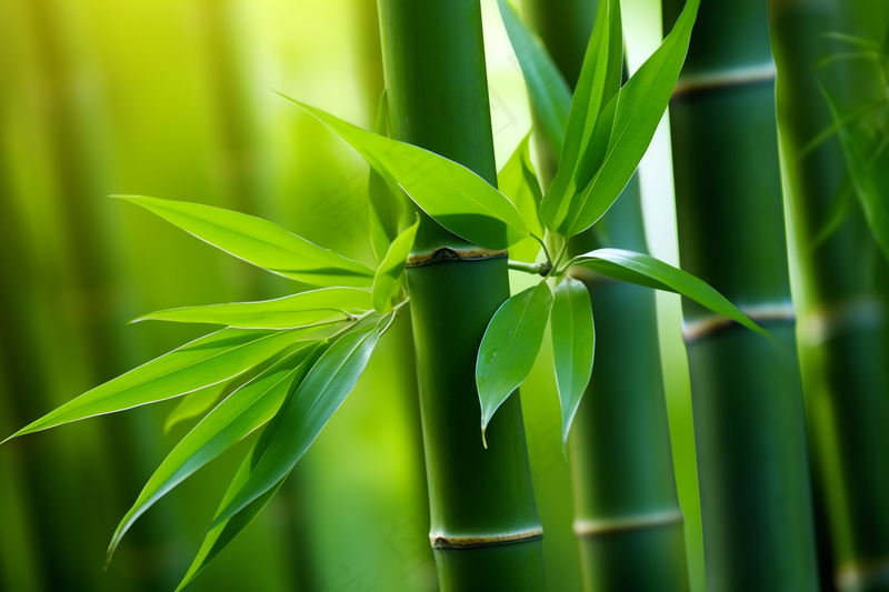 竹叶竹子绿意盎然摄影图
