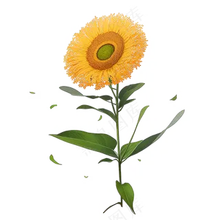 黄色向日葵免抠素材92