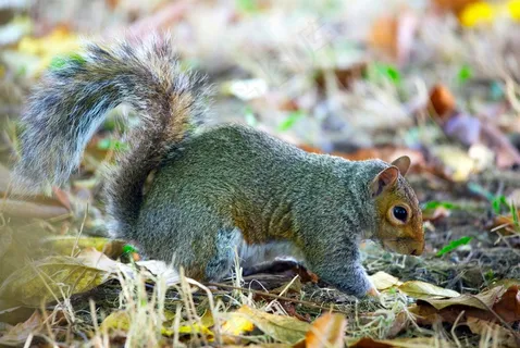户外松鼠动物 户外松鼠动物