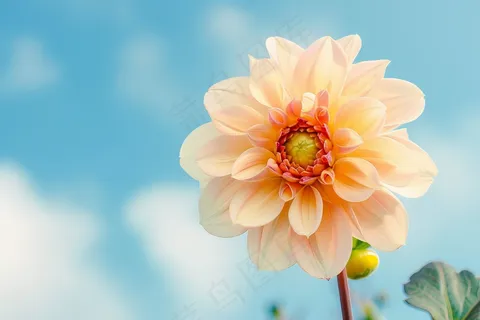 白粉鲜花花朵春夏摄影图