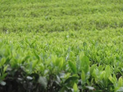 户外茶园茶叶 户外茶园茶叶