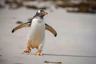 冰雪天地的企鹅寒冷动物摄影图