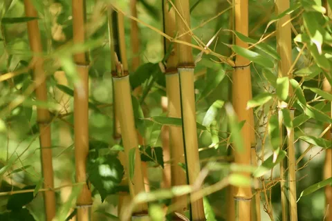 户外竹林竹子 户外竹林竹子