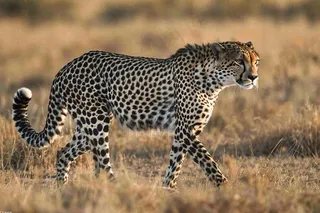 草原上的猎豹国家保护动物非洲摄影图