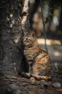 猫咪宠物猫可爱动物摄影图