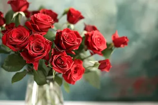 玫瑰花鲜花花朵摄影图