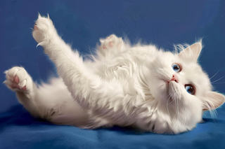 猫咪宠物猫可爱动物摄影图