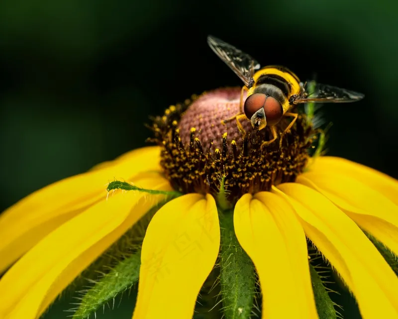 花间采蜜的蜜蜂