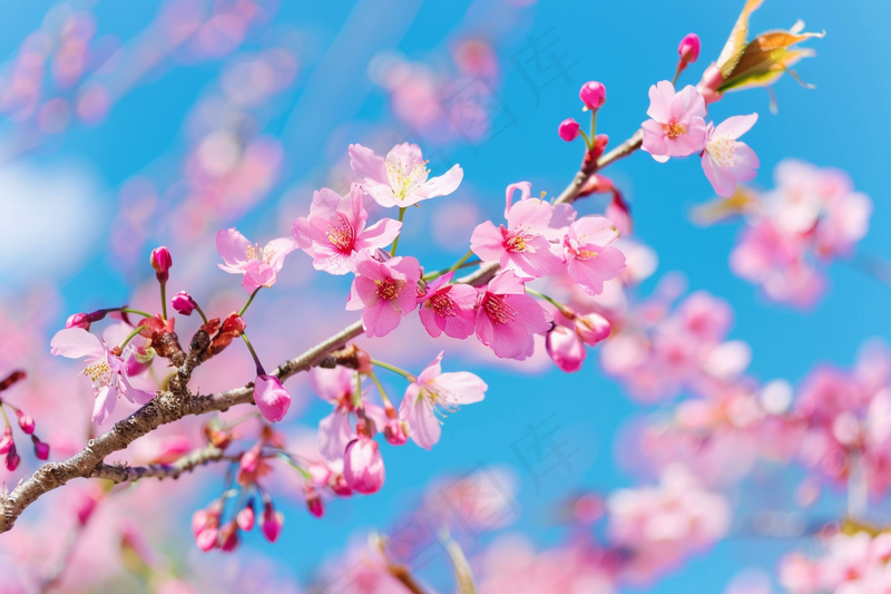 春日樱花花朵摄影图(4032x2688)
