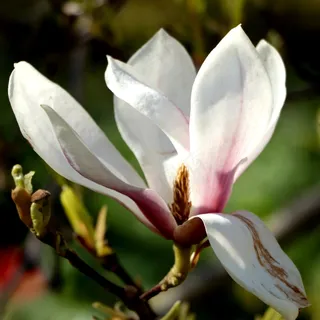 户外玉兰花花朵 户外玉兰花花朵